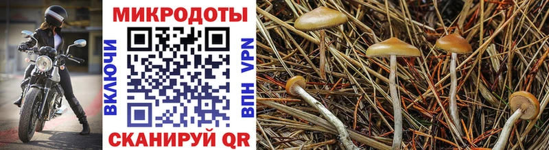 KRAKEN tor наркошоп Ак-Довурак Галлюциногенные грибы GOLDEN TEACHER